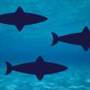 Concentration training : Fin